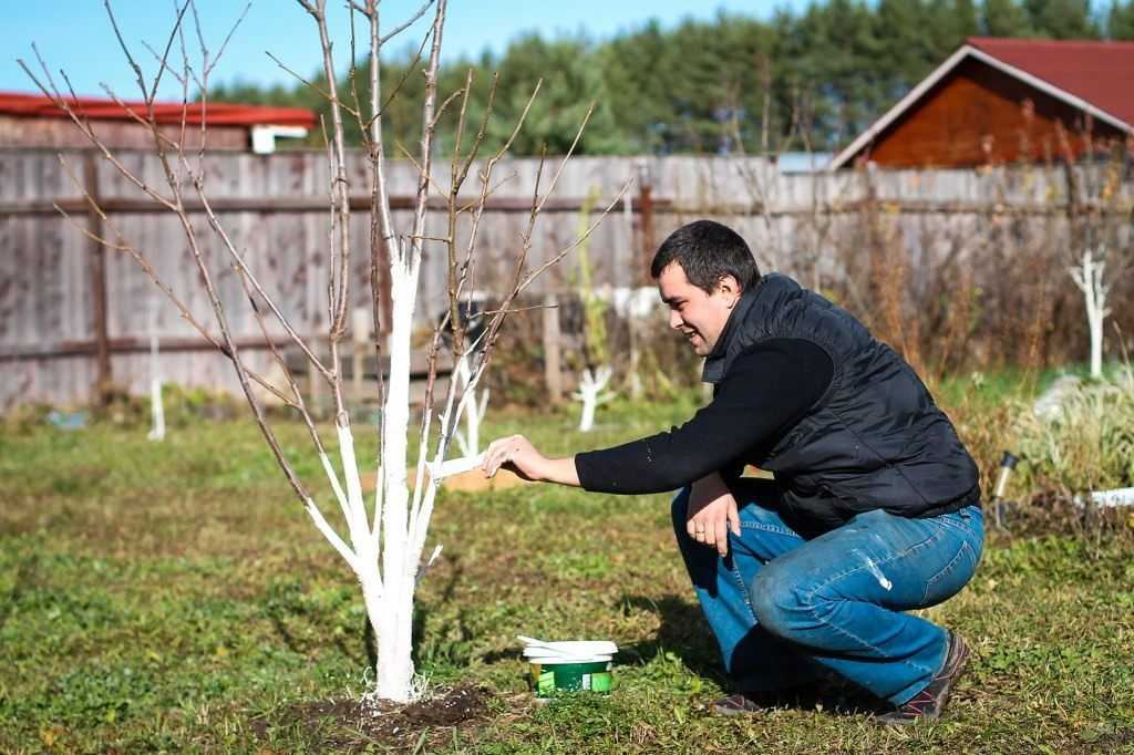 Применение медного купороса в садоводстве весной и осенью: когда и как обрабатывать