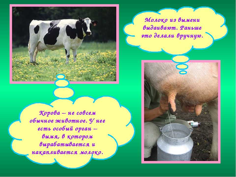Лактационный период — как и почему корова дает молоко?
