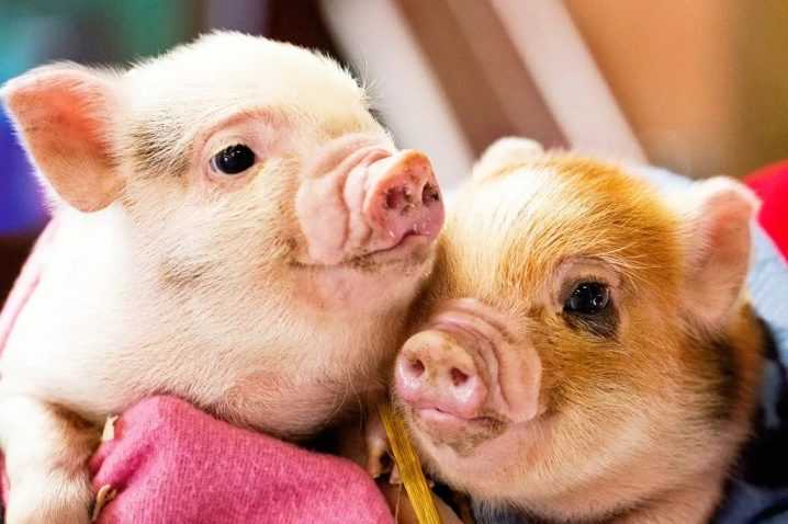 Породы свиней для домашнего разведения — познаем главное