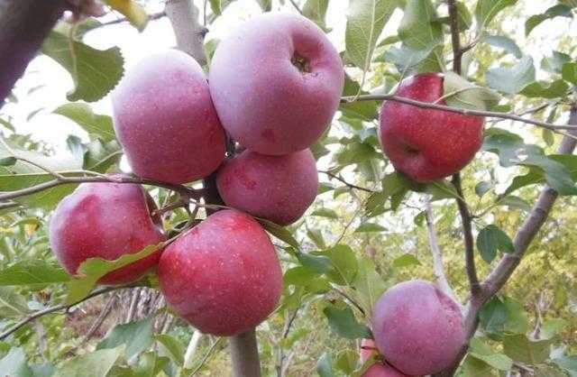 Описание прекрасного сорта яблони флорина - медоносы | описание, советы, отзывы, фото и видео