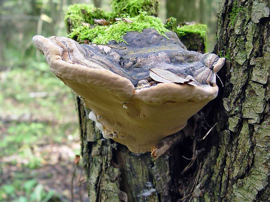 Лечебные грибы трутовики: фото, виды, полезные и лекарственные свойства, лечение грибом трутовиком в медицине
