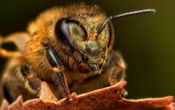 Как выглядит матка пчелы. роль пчеломатки в своём пчелином сообществе