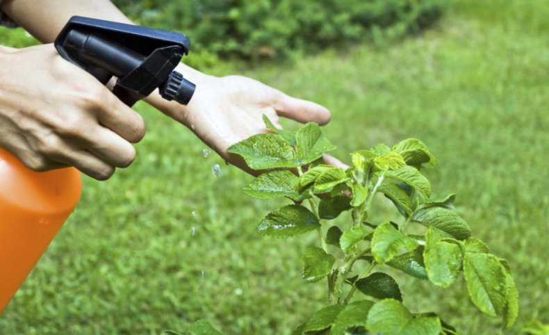 Фунгицид акробат мц - применение эффективного препарата для растений и отзывы дачников