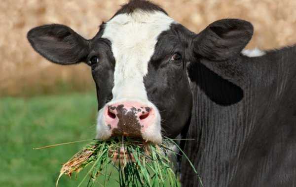 Нет аппетита у коровы: что делать и почему он может пропадать после отёла