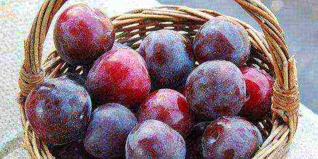 Лучшие сорта вишни для подмосковья: сладкие, самоплодные, самоопыляемые, низкорослые, карликовая, войлочная, колоновидная, отзывы садоводов