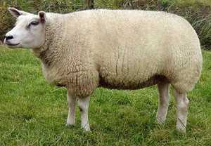 Эдильбаевская порода овец: отзывы владельцев. Продуктивные характеристики, разведение и содержание.