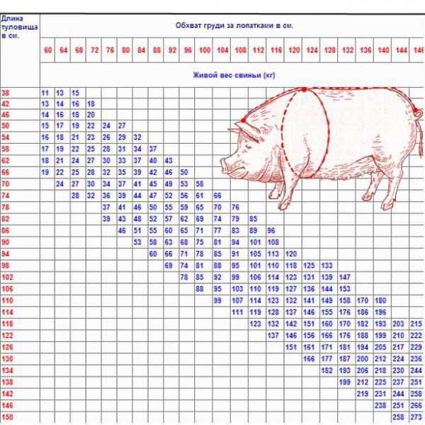 Таблица расчета выхода мяса свинины от живого веса, как измерить и вычисление по формуле