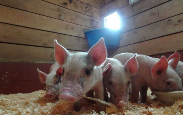 Энтеропатия (илеит) свиней - болезни свиней
