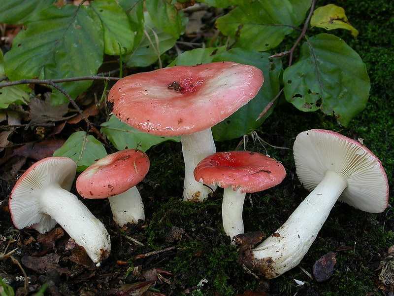 Сыроежка пищевая (russula vesca): фото, описание и как приготовить гриб