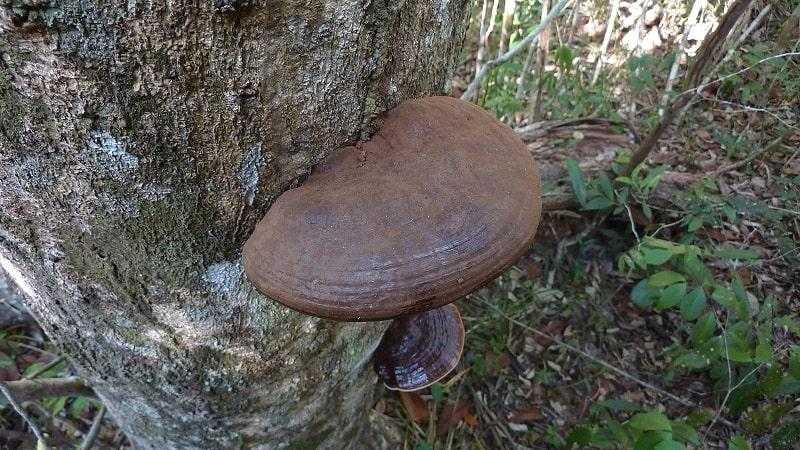 Ганодерма южная – большой древесный гриб