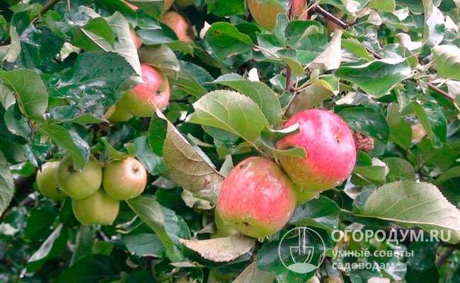 Сорт яблони китайка золотая ранняя, описание, характеристика и отзывы, а также особенности выращивания данного сорта