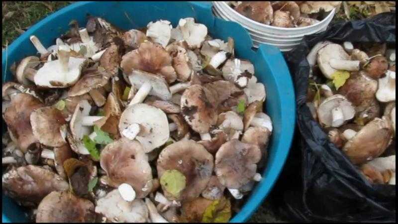 Секрет настоящих поваров – сколько правильно варить грибы тополевки