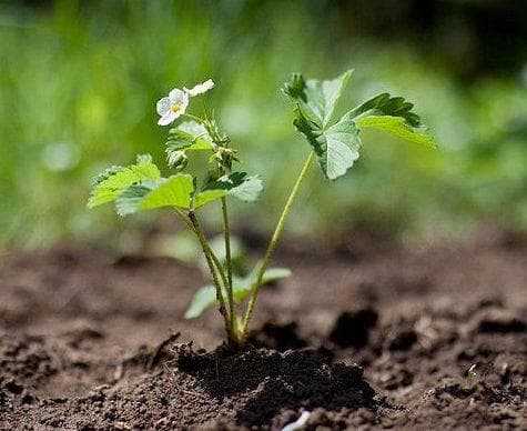 Борная кислота: применение в садоводстве, признаки нехватки бора у растений