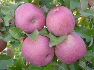 Яблони для холодного климата — сорт персиянка