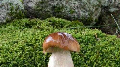 Через сколько дней появляются грибы после дождя и как быстро они растут (+19 фото)?