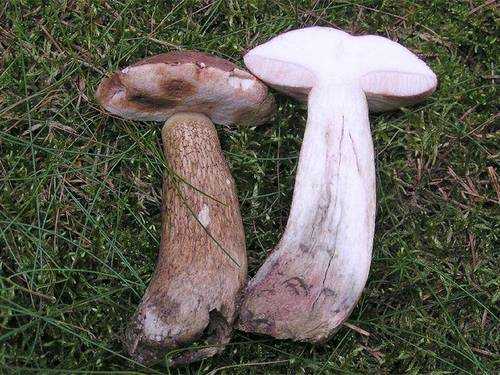 Можно ли отличить съедобные грибы от несъедобных