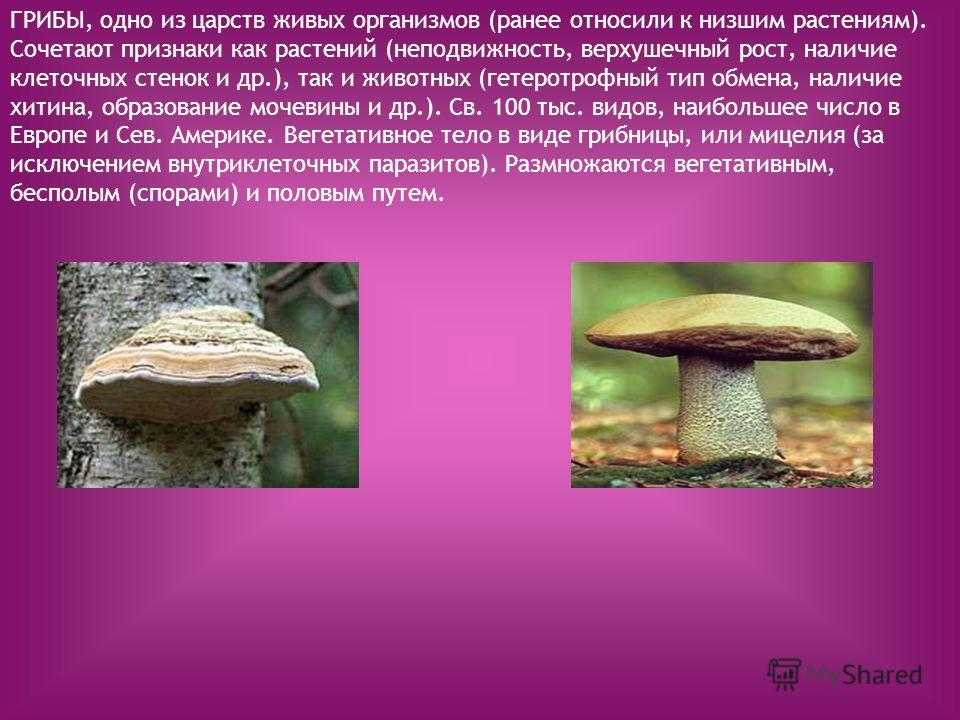 К какому веществу относятся грибы. Грибы это живые организмы. Грибы гетеротрофные организмы. Грибы царство живых организмов сочетающих признаки. Грибы относятся к живым организмам.