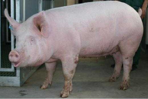 Порода свиней йоркшир (26 фото): характеристика поросят йоркширской породы, правила их кормления и разведения