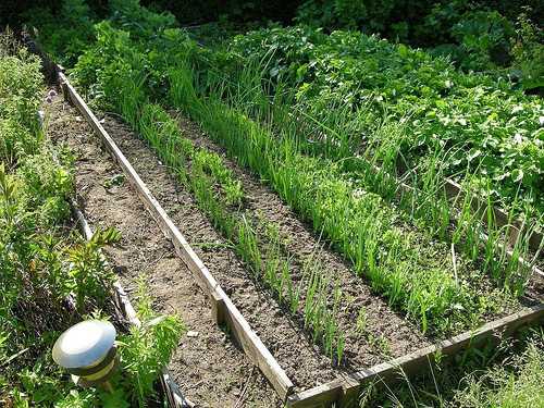 Технология выращивания овощей по митлайдеру