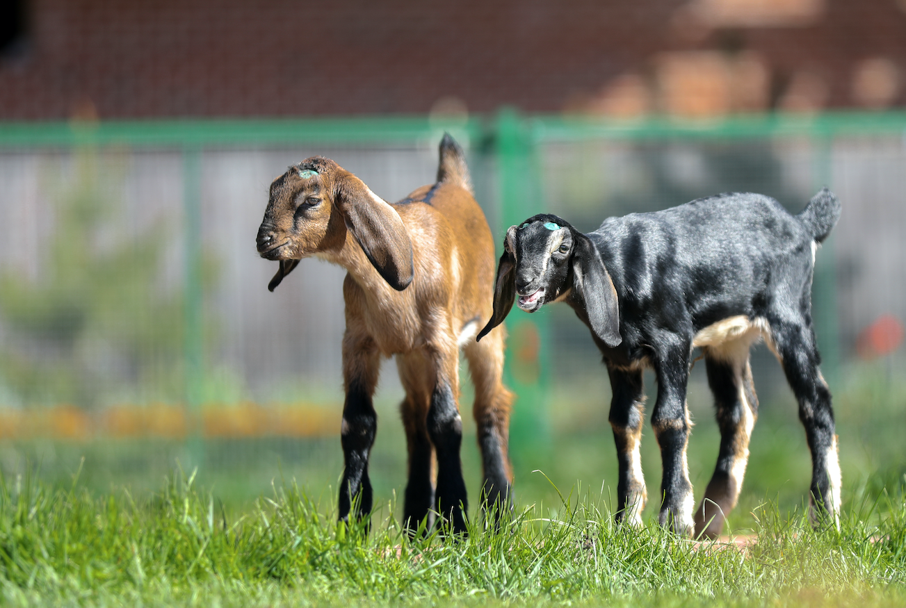 Нубийские козы: все, что вам необходимо знать об этой породе!