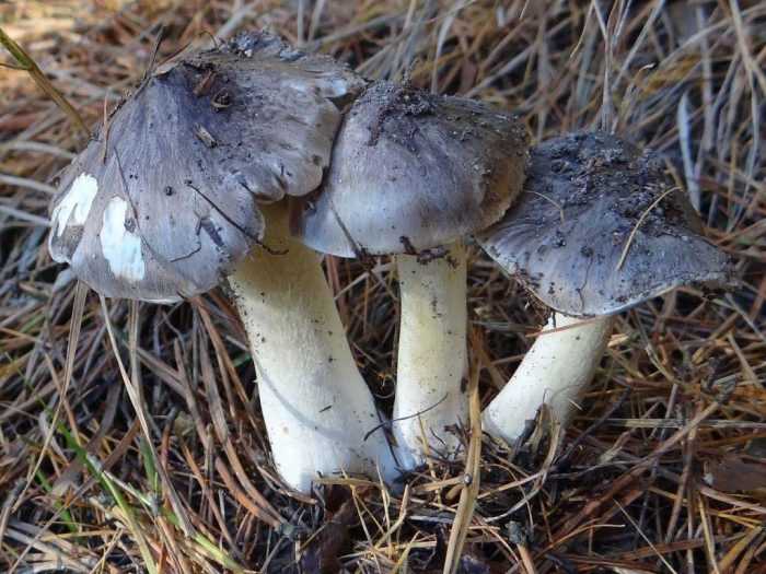 Осторожно, ядовитые грибы: подборка самых известных и опасных видов грибов