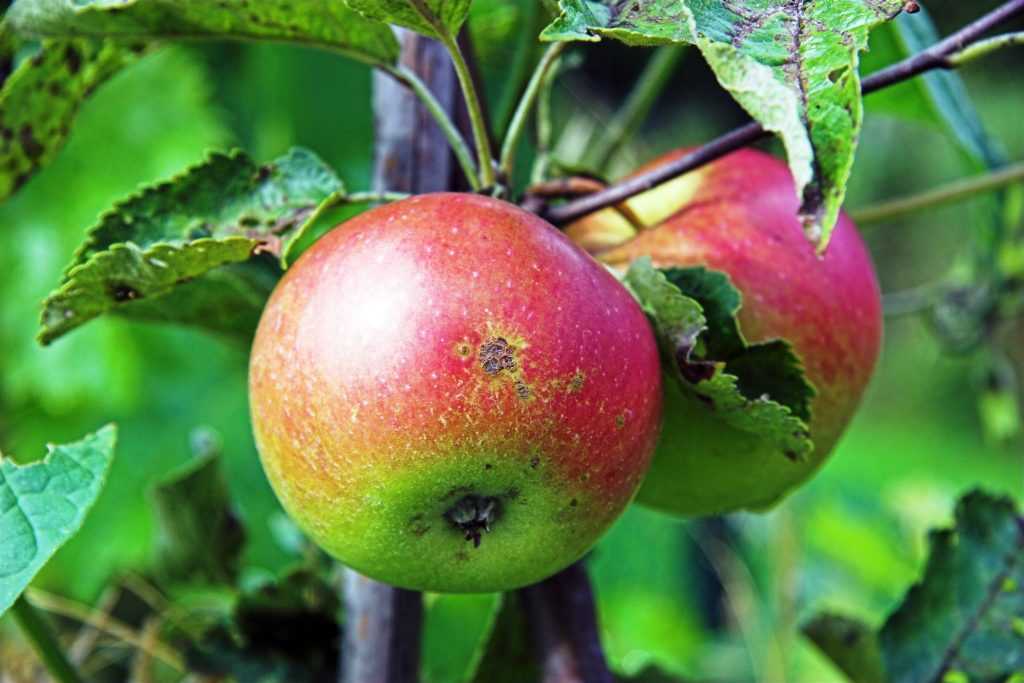 Яблоня айдаред, описание дерева и плодов, принципы посадки и выращивания