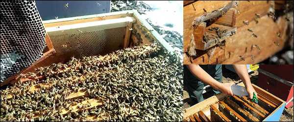 Лечение пчел от инфекционных заболеваний весной после зимовки