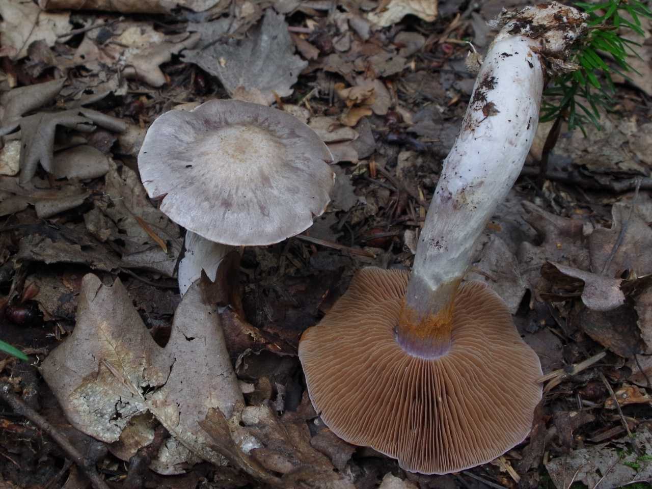 Паутинник обыкновенный (cortinarius trivialis s. l.) –  грибы сибири