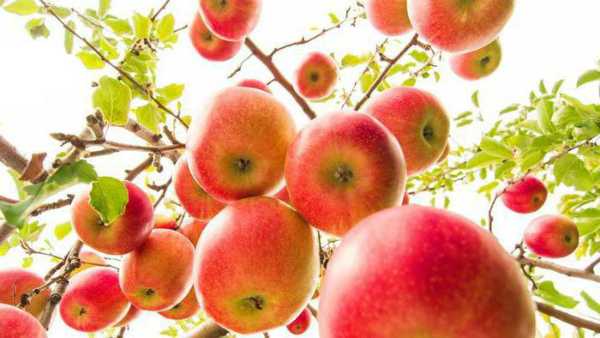 Вкусные и ароматны плоды подарит вам сорт яблонь пепин шафранный