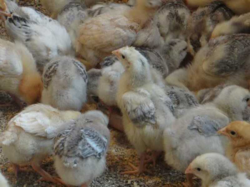 Куры породы мастер грей - лидеры производительности мяса и яиц