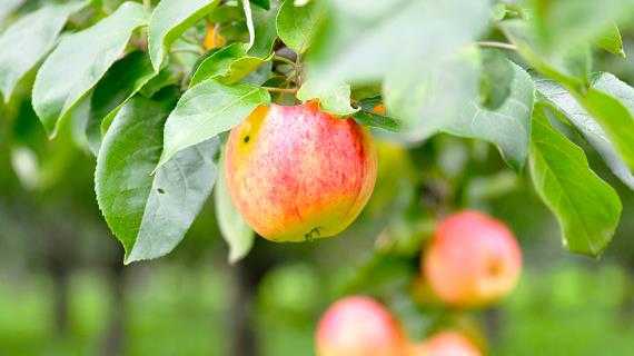 Описание сорта яблони анис пурпуровый: фото яблок, важные характеристики, урожайность с дерева