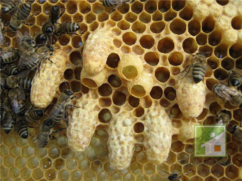 Пчеловодство. особенности медоносных пчел.