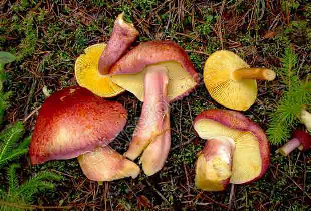 Рядовка пятнистая (tricholoma pessundatum), или рядовка погубленная: фото и описание ядовитого гриба