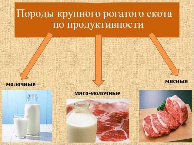 Молочная корова: породы, выбор буренки, доение и раздаивание