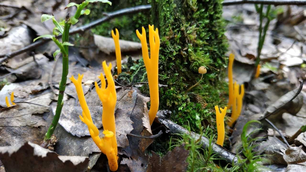 Что за гриб похож на белый, но шляпка снизу желтая. общее описание опасных двойников