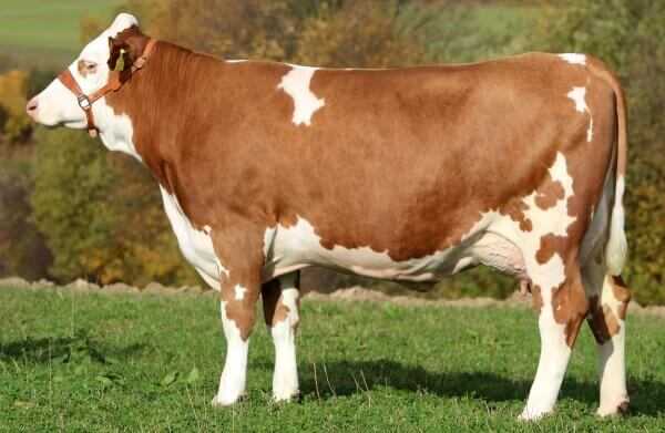 Симментальская порода коров: характеристика, фото, отзывы, плюсы и минусы породы.