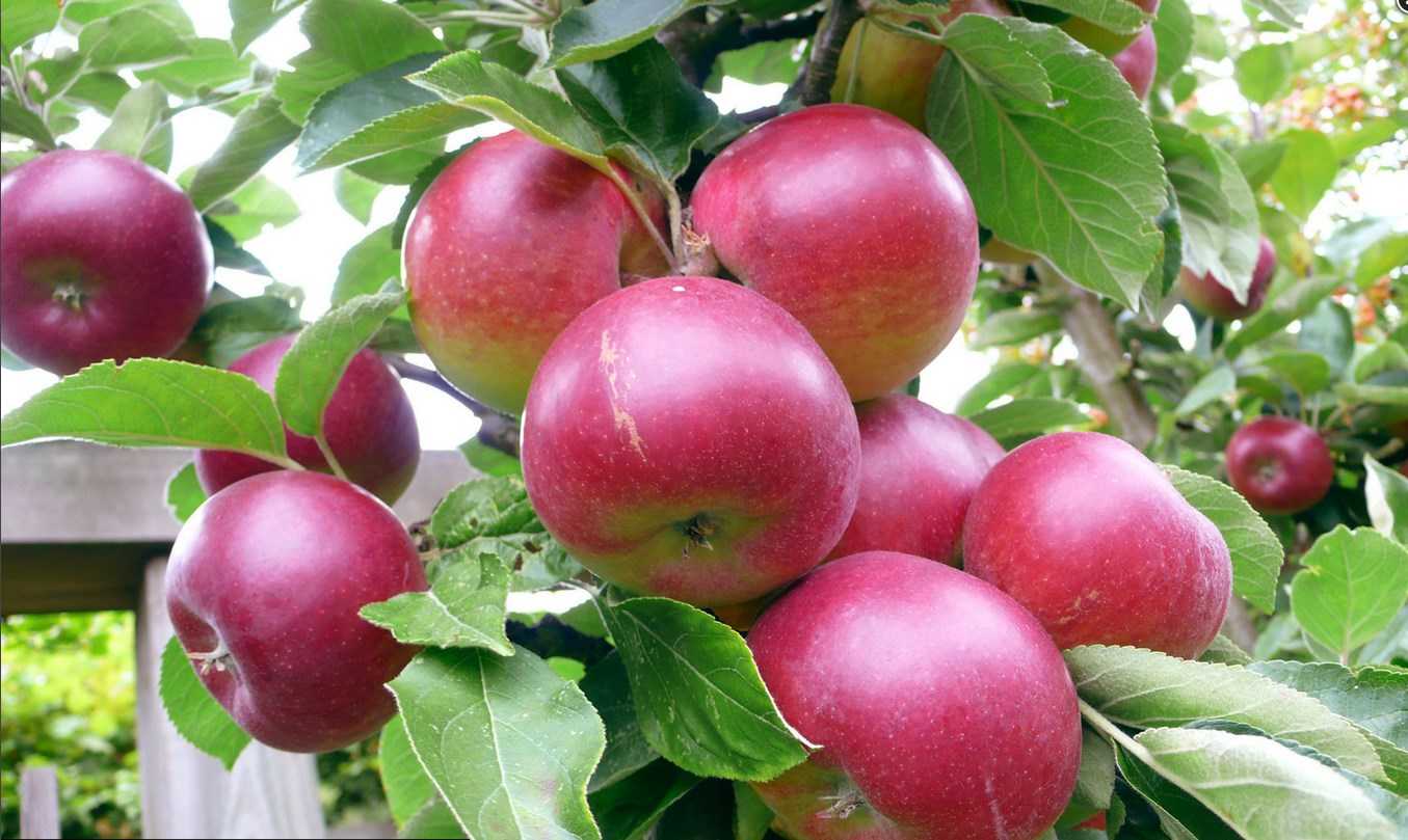 Правильная пересадка яблони осенью на новое место. опыт профессионалов