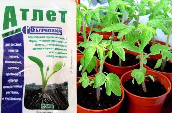 Атлет — стимулятор жизненного потенциала растений