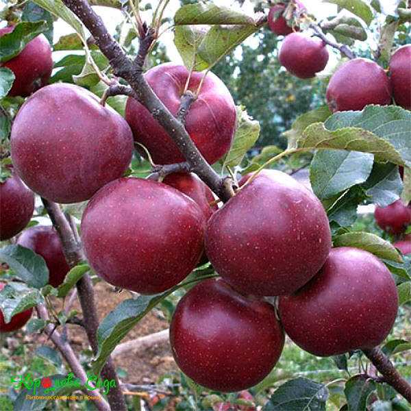 Зимний сорт флорина – румяные сладкие яблоки