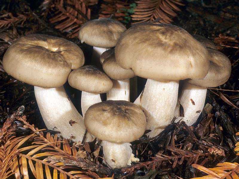 Рядовка землистая или землисто-серая (tricholoma terreum): фото, описание и рецепты приготовления гриба