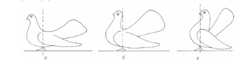 Обзор статных голубей, их описание, видео и фото