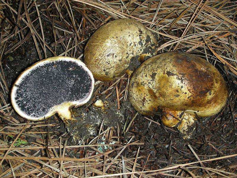 Глава 3 характеристика мест произрастания грибов
