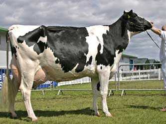 Лучшие молочные породы коров и их характеристика