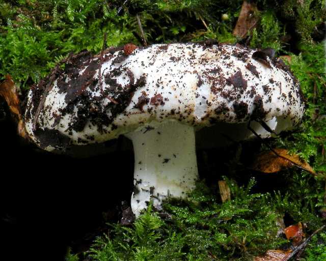 Белые грибы: фото, описание и их виды