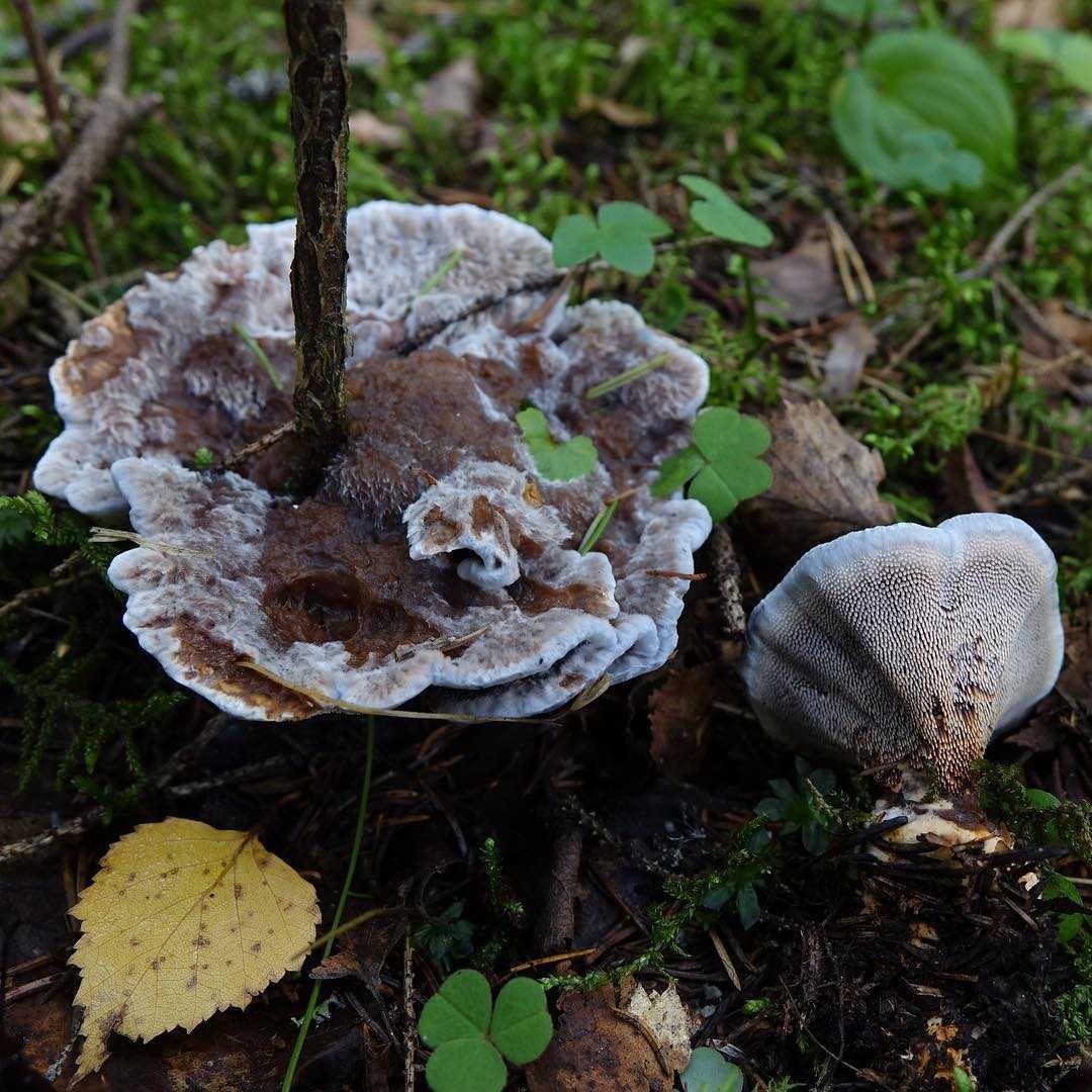 Гиднеллум голубой – гриб с нежной окраской