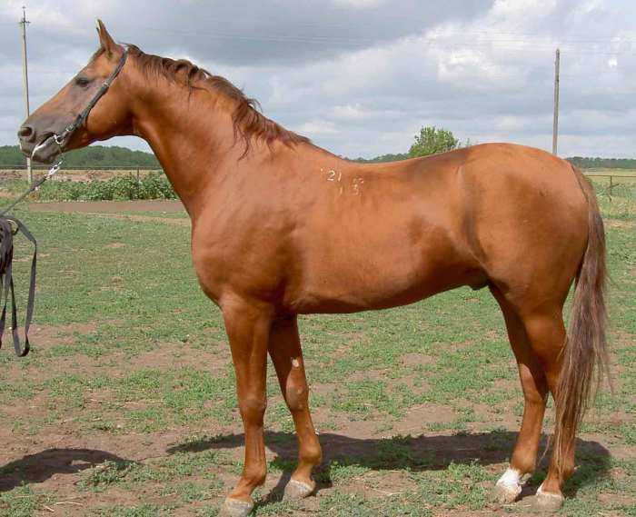 Донская порода лошадей: её характеристика и описание с фотографиями