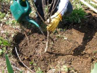 Как посадить саженец абрикоса весной: правила и пошаговое руководство