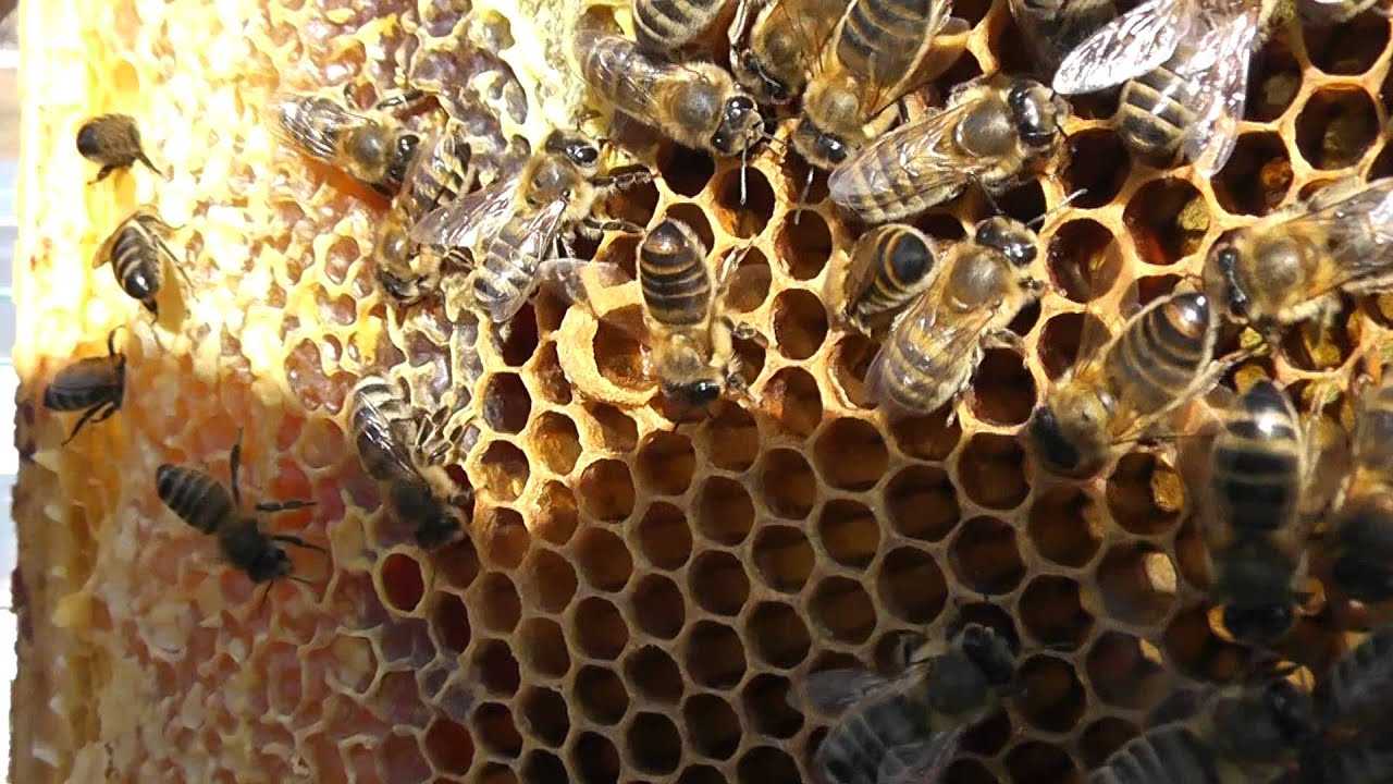 Как выглядит матка пчелы, фото крупным планом, как появляется пчелиная королева, кто оплодотворяет матку