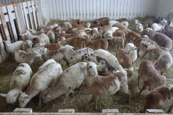 Как создавалась овца-бройлер: новейшая история катумской породы овец
