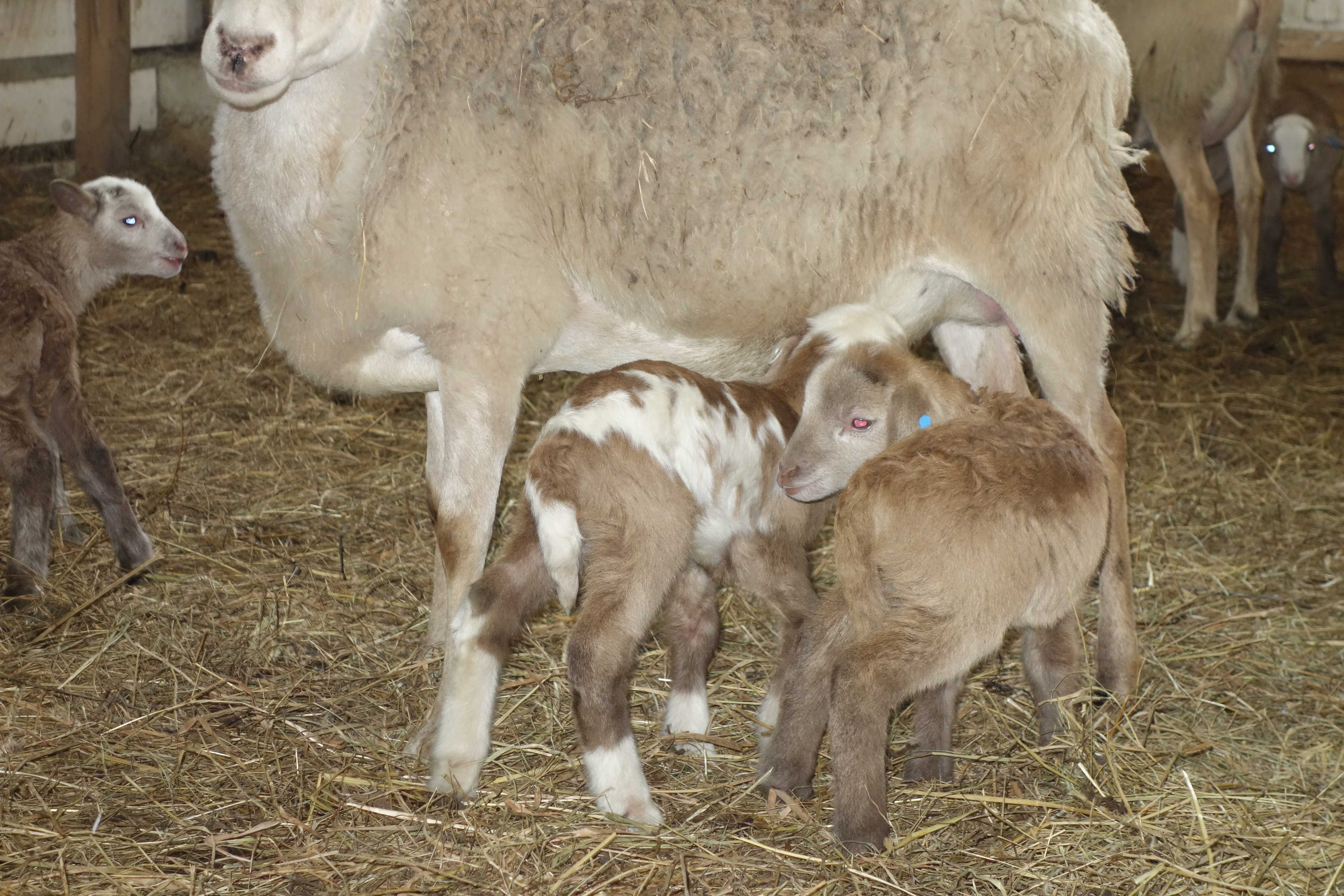 Описание овец катумской породы